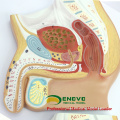 VERKAUFEN Sie 12437 Abschnitt anatomisches menschliches urinausscheidendes System medizinisches weibliches männliches unterrichtendes Werkzeug-Modell